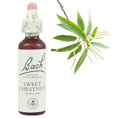 Bach Eсенция с Ядлив кестен при отчаяние х20 мл
