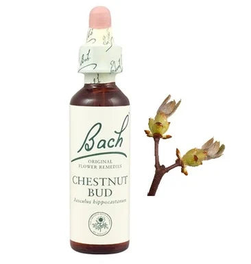 Bach Eсенция с пъпка от Бял Конски кестен за концентрация х20 мл