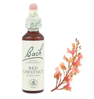 Bach Eсенция с Червен конски кестен при прекомерна загриженост х20 мл